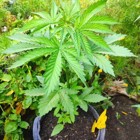 Pineapple Express 2 growlog timeline photo