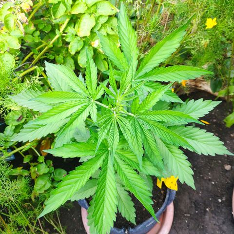Pineapple Express 2 growlog timeline photo