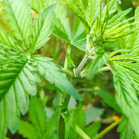 Pineapple Express 2 growlog timeline photo