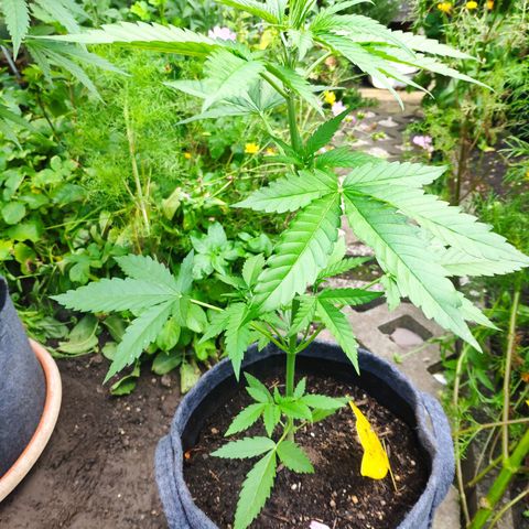 Purple Haze Auto  growlog timeline photo