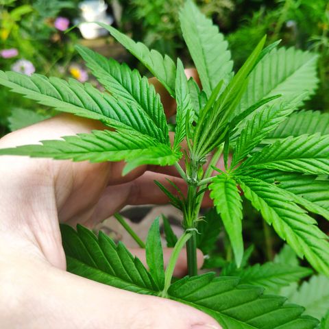 Purple Haze Auto  growlog timeline photo