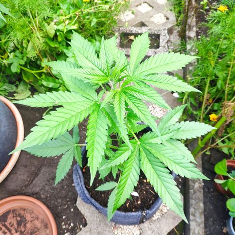 Purple Haze Auto  growlog timeline photo