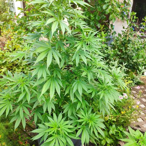 Purple Cookie Kush Sensi Seeds  growlog timeline photo