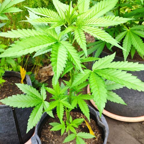 Purple Haze Auto  growlog timeline photo
