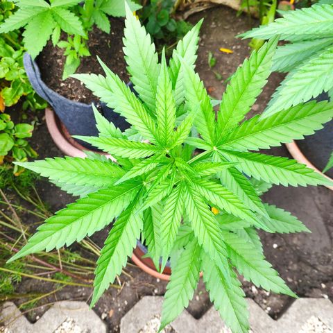 Purple Haze Auto  growlog timeline photo