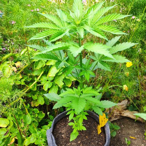 Pineapple Express 2 growlog timeline photo