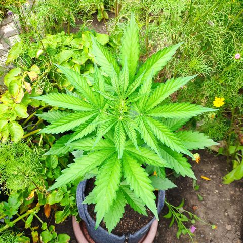 Pineapple Express 2 growlog timeline photo