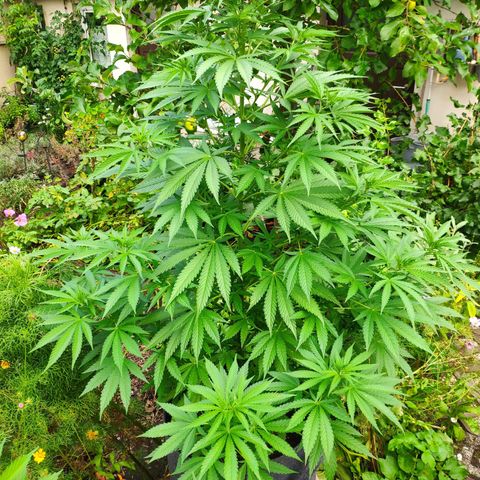 Purple Cookie Kush Sensi Seeds  growlog timeline photo