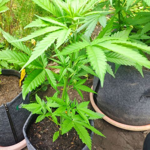 Purple Haze Auto  growlog timeline photo