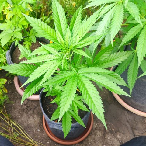Purple Haze Auto  growlog timeline photo