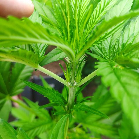 Purple Haze Auto  growlog timeline photo