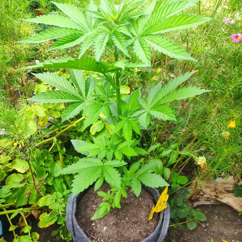 Pineapple Express 2 growlog timeline photo