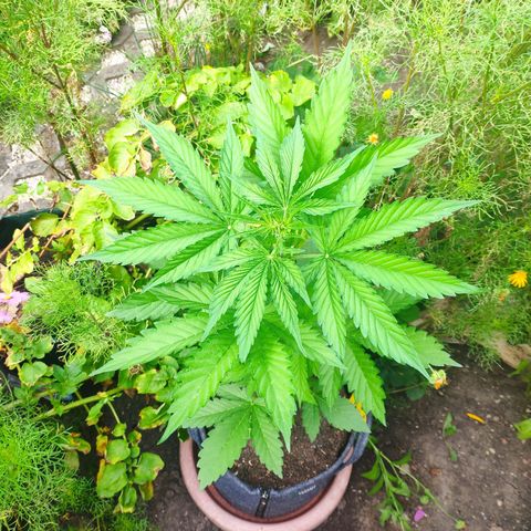 Pineapple Express 2 growlog timeline photo