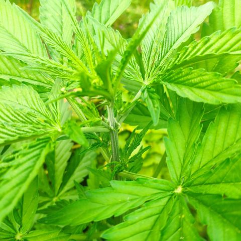 Pineapple Express 2 growlog timeline photo