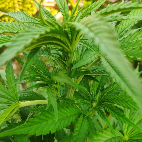 Purple Cookie Kush Sensi Seeds  growlog timeline photo