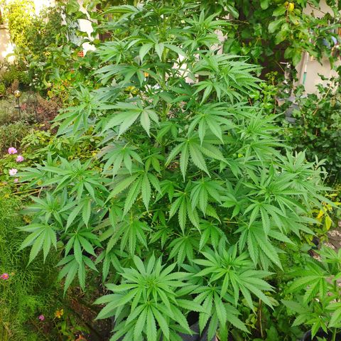 Purple Cookie Kush Sensi Seeds  growlog timeline photo