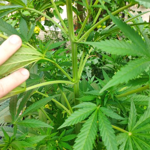Purple Cookie Kush Sensi Seeds  growlog timeline photo