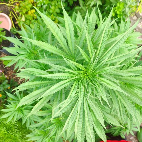 Purple Cookie Kush Sensi Seeds  growlog timeline photo