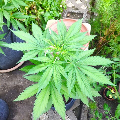 Pineapple Express 2 growlog timeline photo