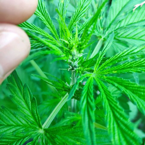 Pineapple Express 2 growlog timeline photo