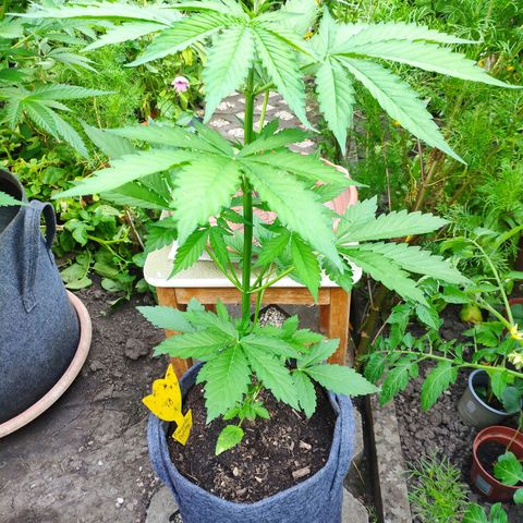 Pineapple Express 2 growlog timeline photo