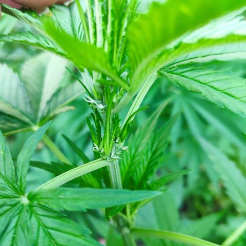 Purple Haze Auto  growlog timeline photo