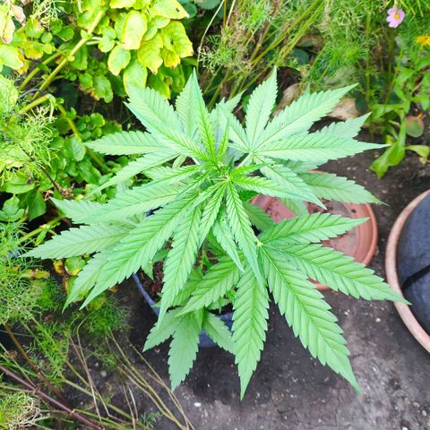 Purple Haze Auto  growlog timeline photo