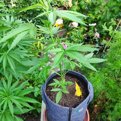 Purple Haze Auto  growlog timeline photo
