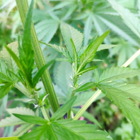 Purple Haze Auto  growlog timeline photo