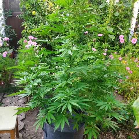 Purple Cookie Kush Sensi Seeds  growlog timeline photo