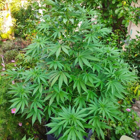 Purple Cookie Kush Sensi Seeds  growlog timeline photo