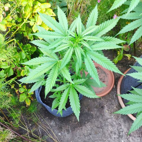 Purple Haze Auto  growlog timeline photo