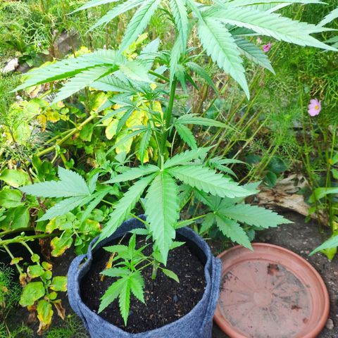 Purple Haze Auto  growlog timeline photo