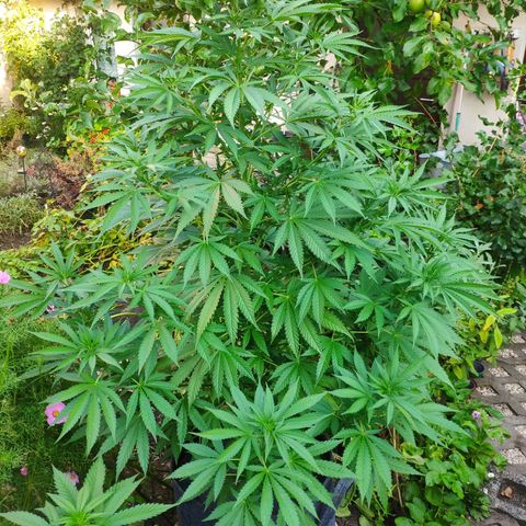 Purple Cookie Kush Sensi Seeds  growlog timeline photo