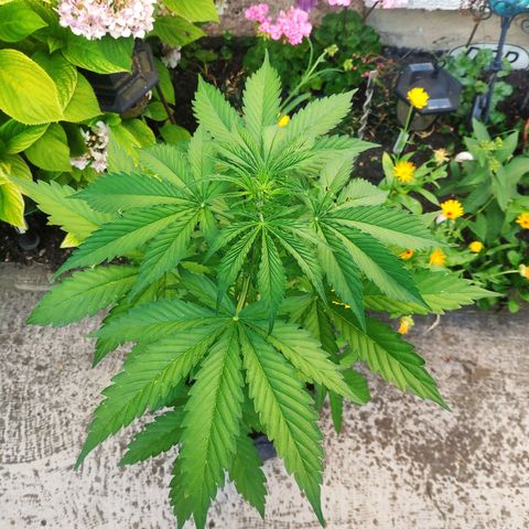 Pineapple Express 2 growlog timeline photo