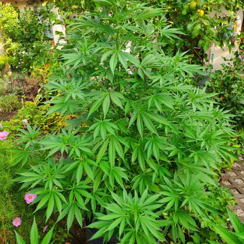Purple Cookie Kush Sensi Seeds  growlog timeline photo