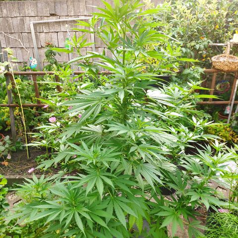 Purple Cookie Kush Sensi Seeds  growlog timeline photo