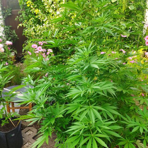 Purple Cookie Kush Sensi Seeds  growlog timeline photo