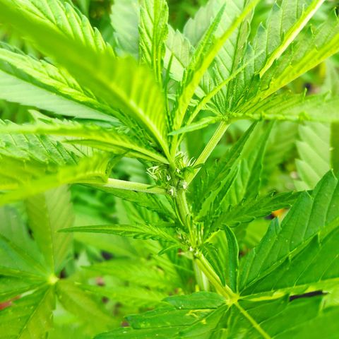 Purple Haze Auto  growlog timeline photo