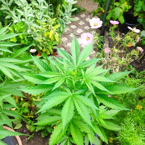 Pineapple Express 2 growlog timeline photo