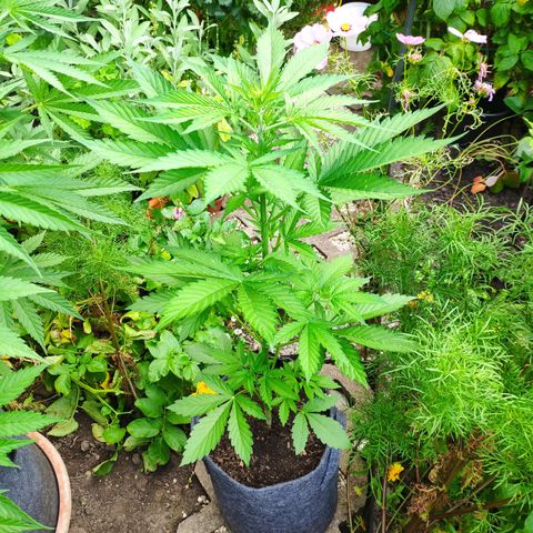 Pineapple Express 2 growlog timeline photo