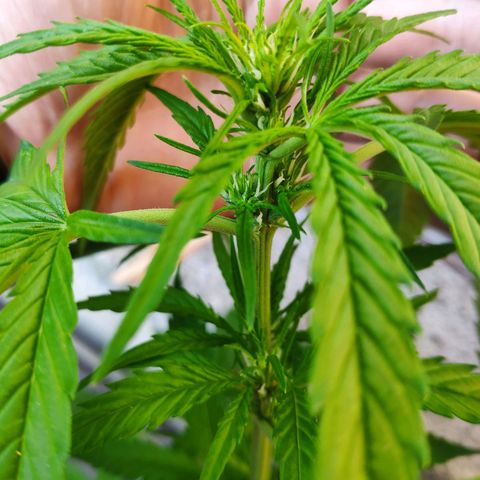 Purple Haze Auto  growlog timeline photo