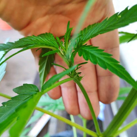 Purple Haze Auto  growlog timeline photo