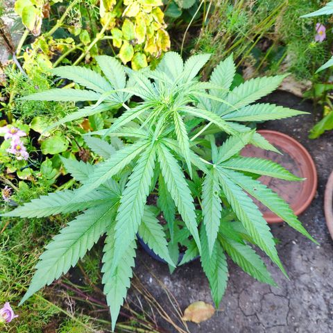 Purple Haze Auto  growlog timeline photo
