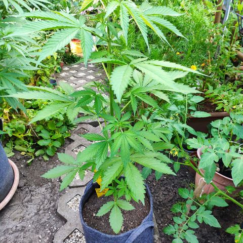 Pineapple Express 2 growlog timeline photo