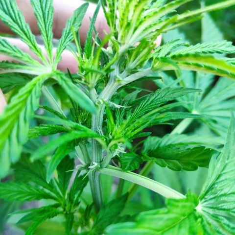 Pineapple Express 2 growlog timeline photo