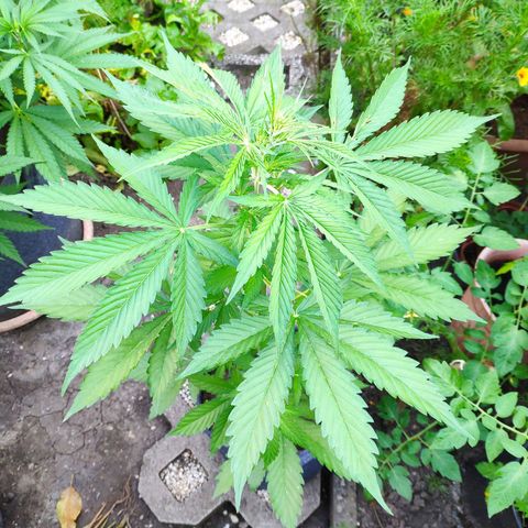 Pineapple Express 2 growlog timeline photo