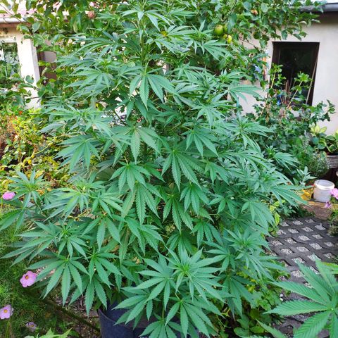 Purple Cookie Kush Sensi Seeds  growlog timeline photo