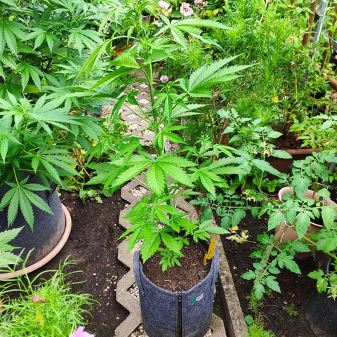Pineapple Express 2 growlog timeline photo