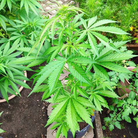 Pineapple Express 2 growlog timeline photo
